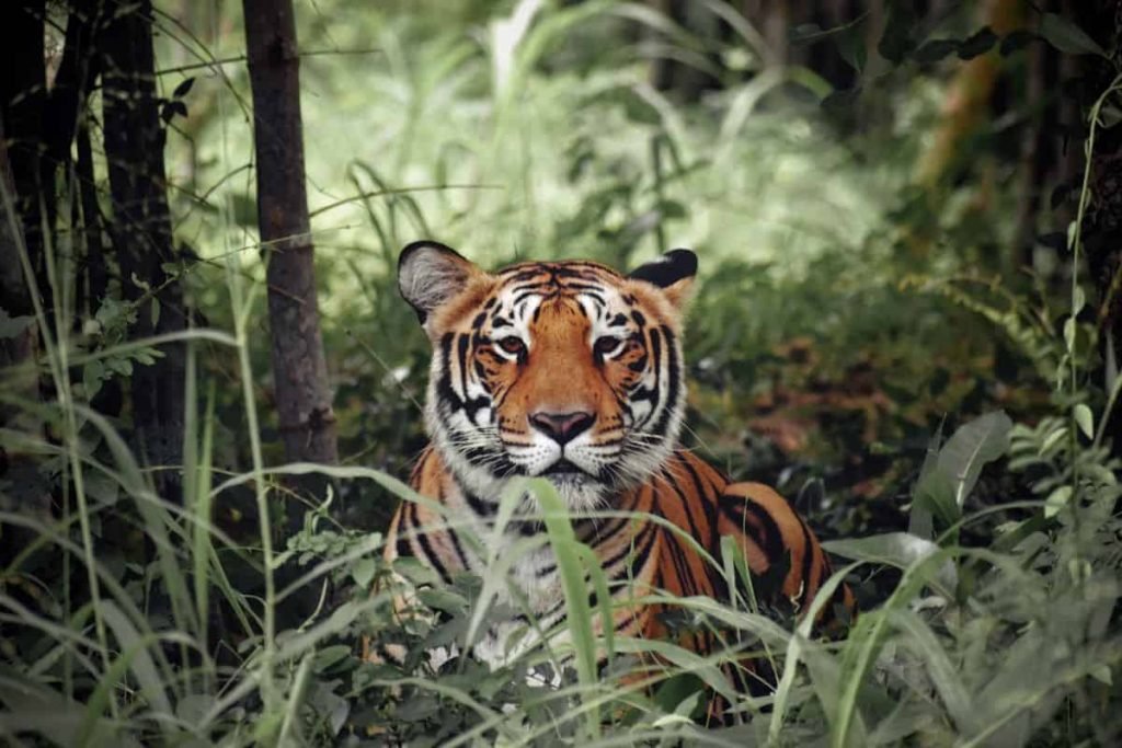 viaje a Sumatra indonesia