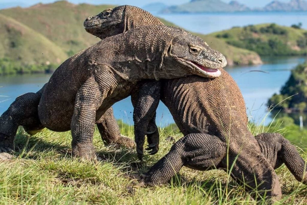 viaje organizado komodo indonesia