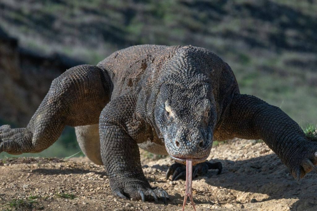 Circuito por Indonesia con Komodo
