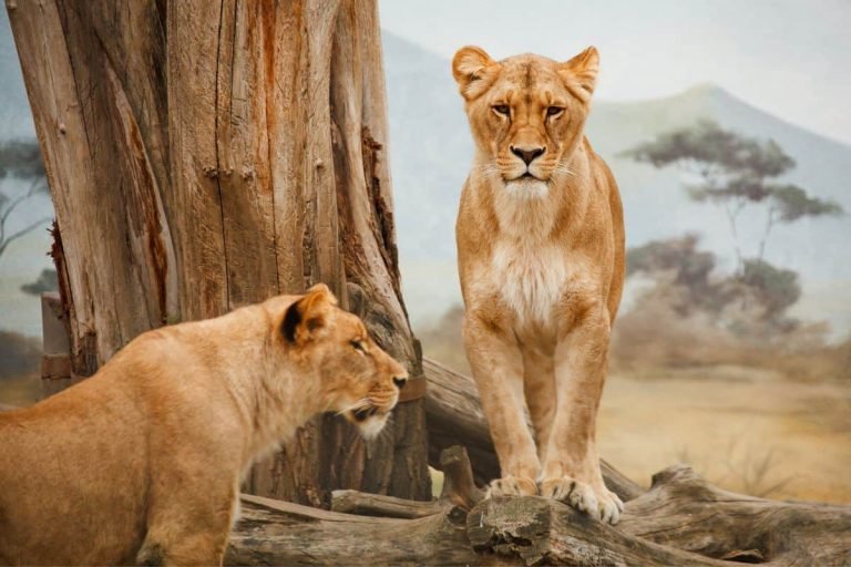 Safari en Sudafrica