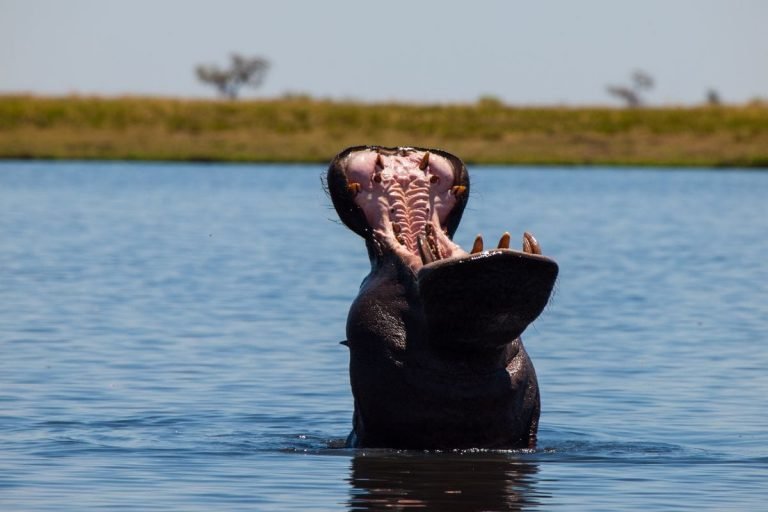 safari sudafrica cataratas victoria y chobe