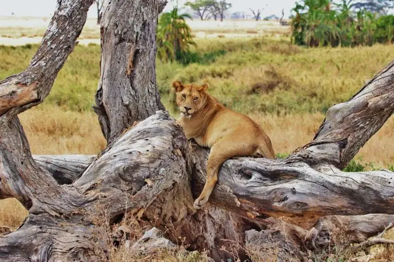 Safari Tanzania