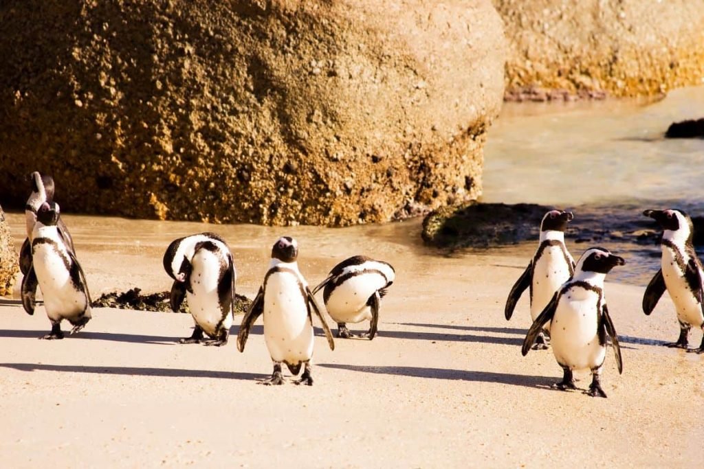 viaje a Sudafrica y ciudad del Cabo