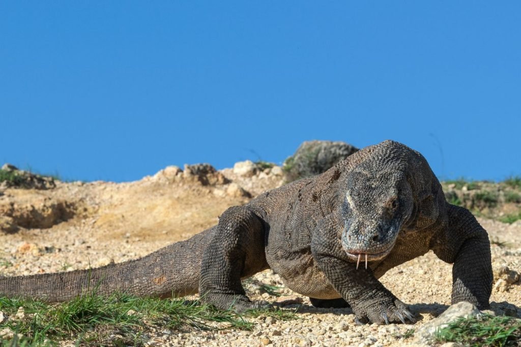 dragon de komodo indonesia