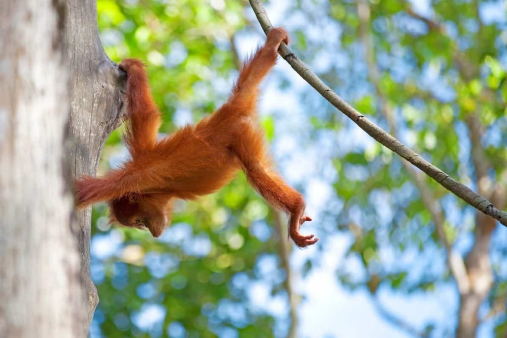 que ver en borneo indonesia