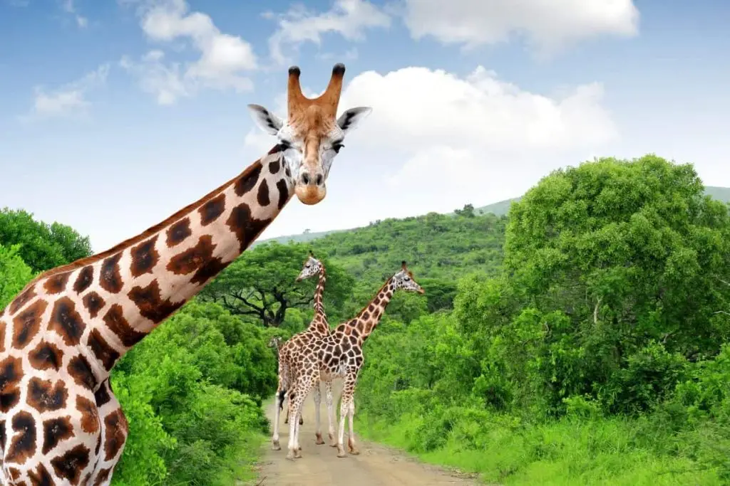que ver en sudafrica