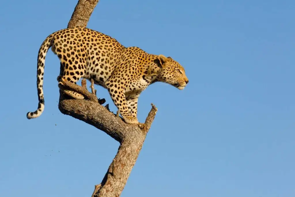 Requisitos Para Viajar a Sudáfrica